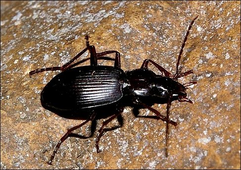 Laemostenus 1