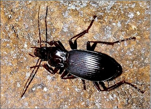 Laemostenus 2