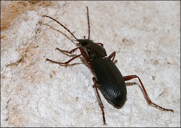 Laemostenus 3