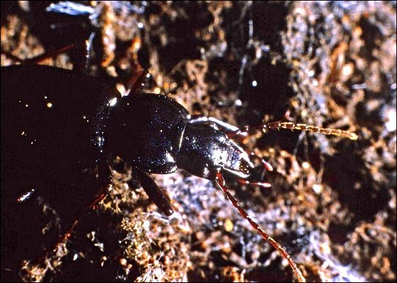 Laemostenus 4