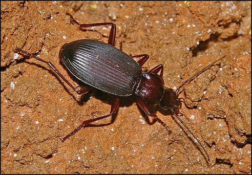 Laemostenus 5