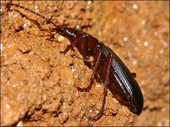 Laemostenus 6