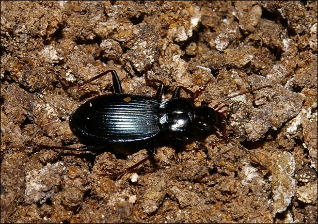 Laemostenus 7