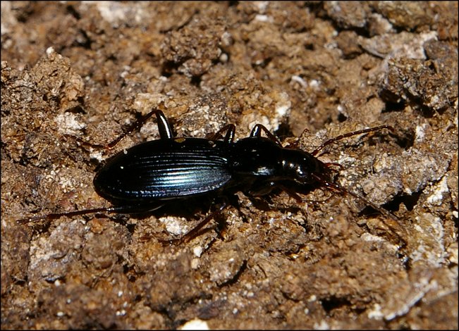 Laemostenus 8
