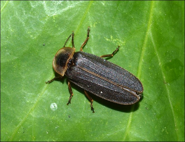Lampyris noctiluca 12