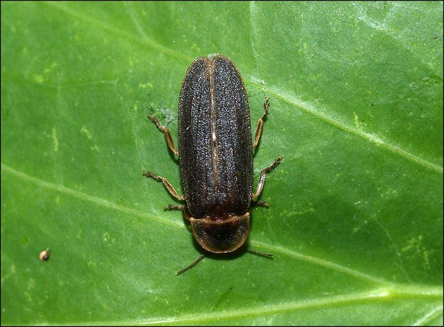 Lampyris noctiluca 13