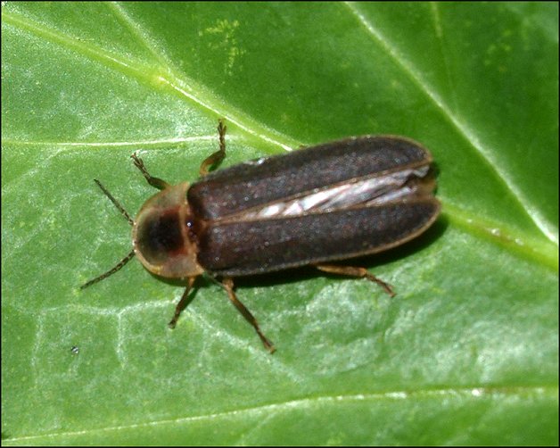 Lampyris noctiluca 14
