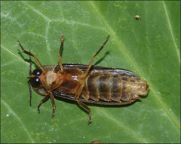 Lampyris noctiluca 15