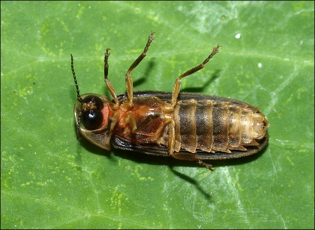 Lampyris noctiluca 16