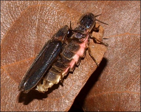 Lampyris noctiluca 18