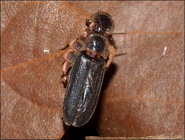 Lampyris noctiluca 19