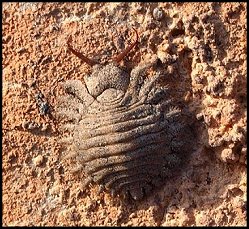 Larve Ascalaphe