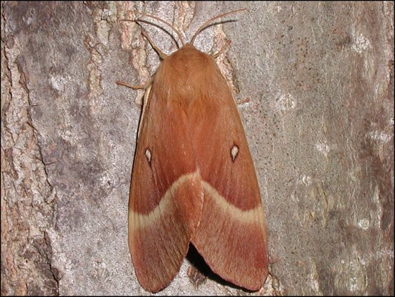 Lasiocampa quercus 1