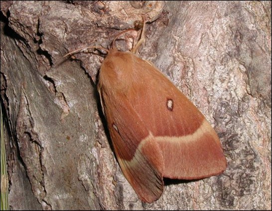 Lasiocampa quercus 2