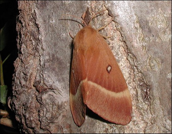 Lasiocampa quercus 3