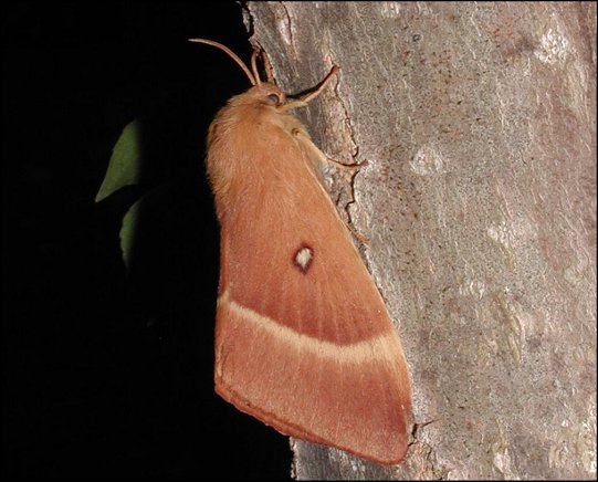 Lasiocampa quercus 4