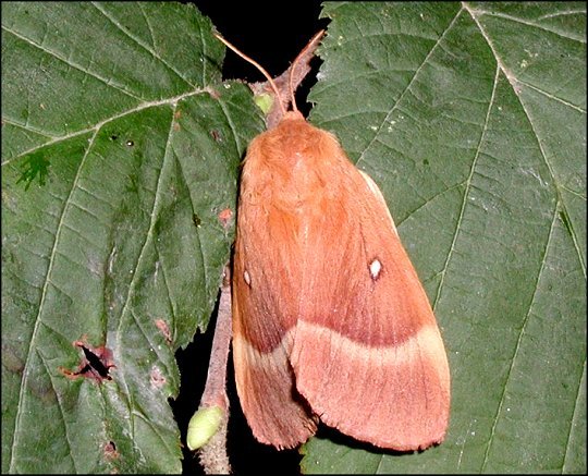 Lasiocampa quercus 5