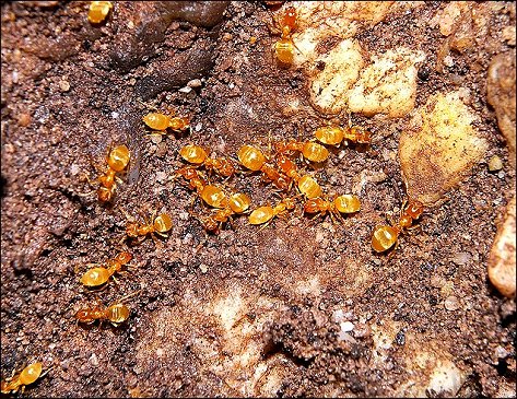 Lasius flavus 1