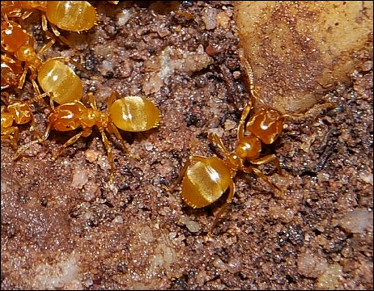 Lasius flavus 2