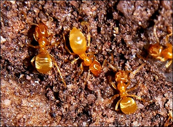 Lasius flavus 3