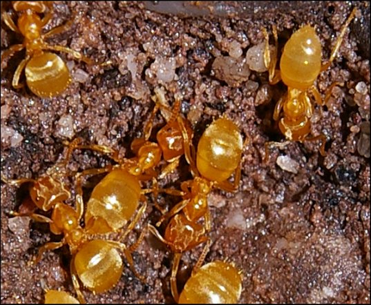 Lasius flavus 4