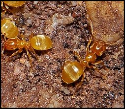 Lasius jaune