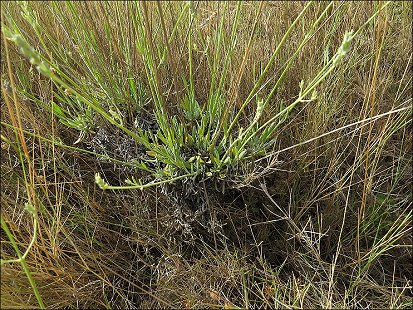 Lavandula latifolia a