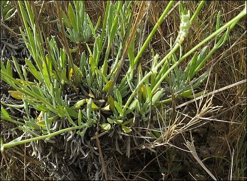 Lavandula latifolia b
