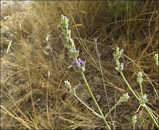 Lavandula latifolia c