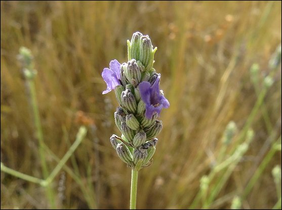 Lavandula latifolia d