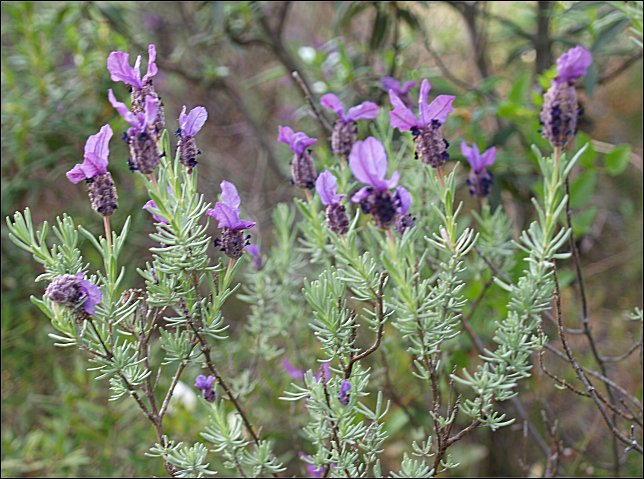 Lavandula stoechas 1