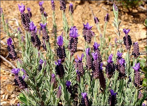 Lavandula stoechas 10
