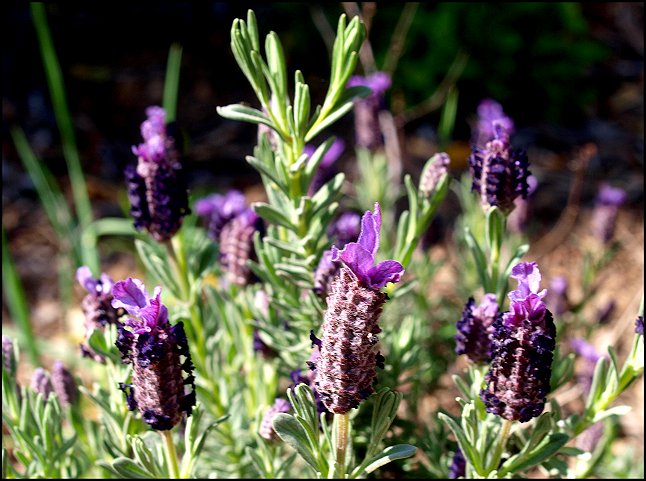 Lavandula stoechas 11