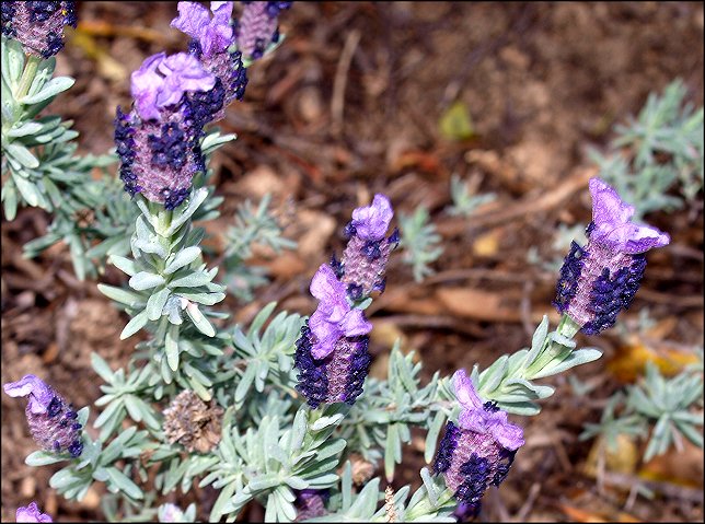 Lavandula stoechas 12