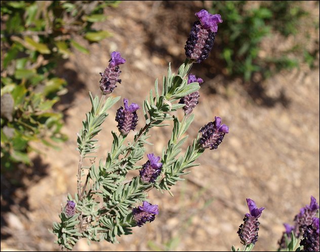 Lavandula stoechas 13