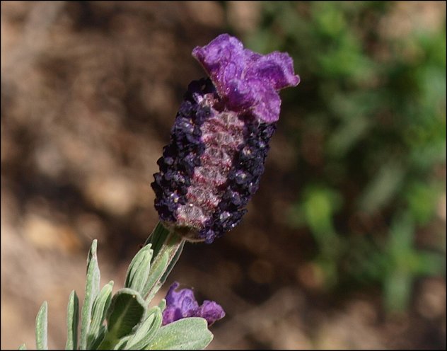 Lavandula stoechas 14