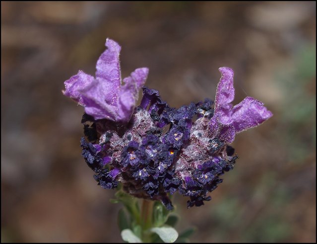 Lavandula stoechas 15