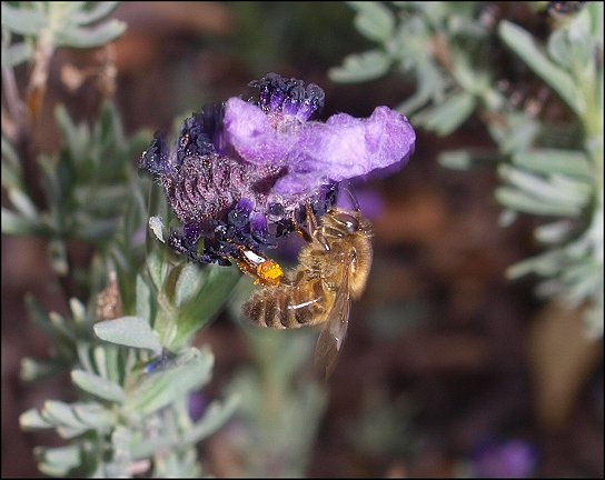 Lavandula stoechas 16