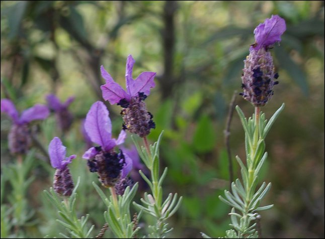 Lavandula stoechas 2