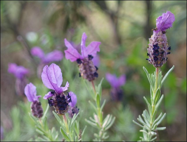 Lavandula stoechas 3