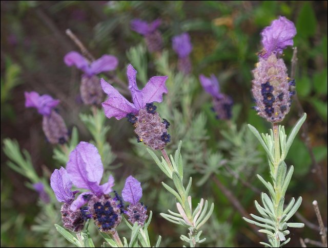 Lavandula stoechas 4