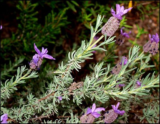 Lavandula stoechas 5