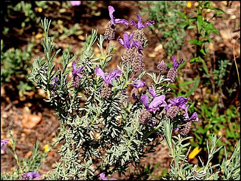 Lavandula stoechas 6