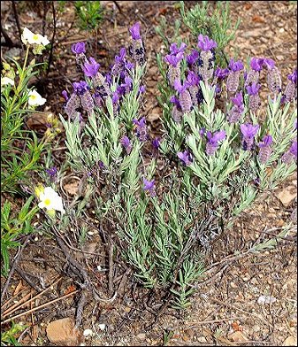 Lavandula stoechas 8