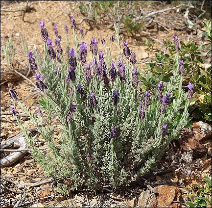 Lavandula stoechas 9