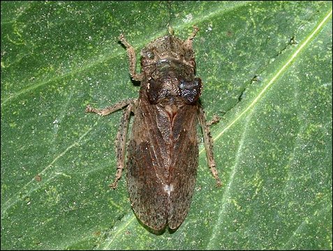 Ledra aurita 1