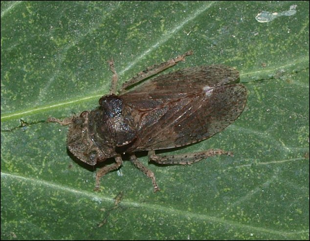 Ledra aurita 2