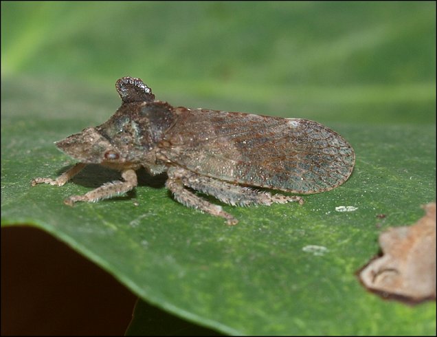Ledra aurita 3