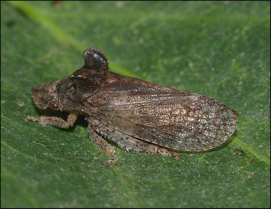 Ledra aurita 4