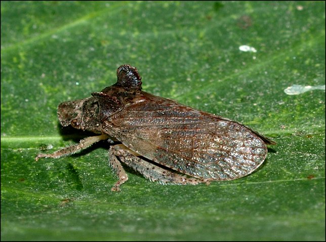 Ledra aurita 5